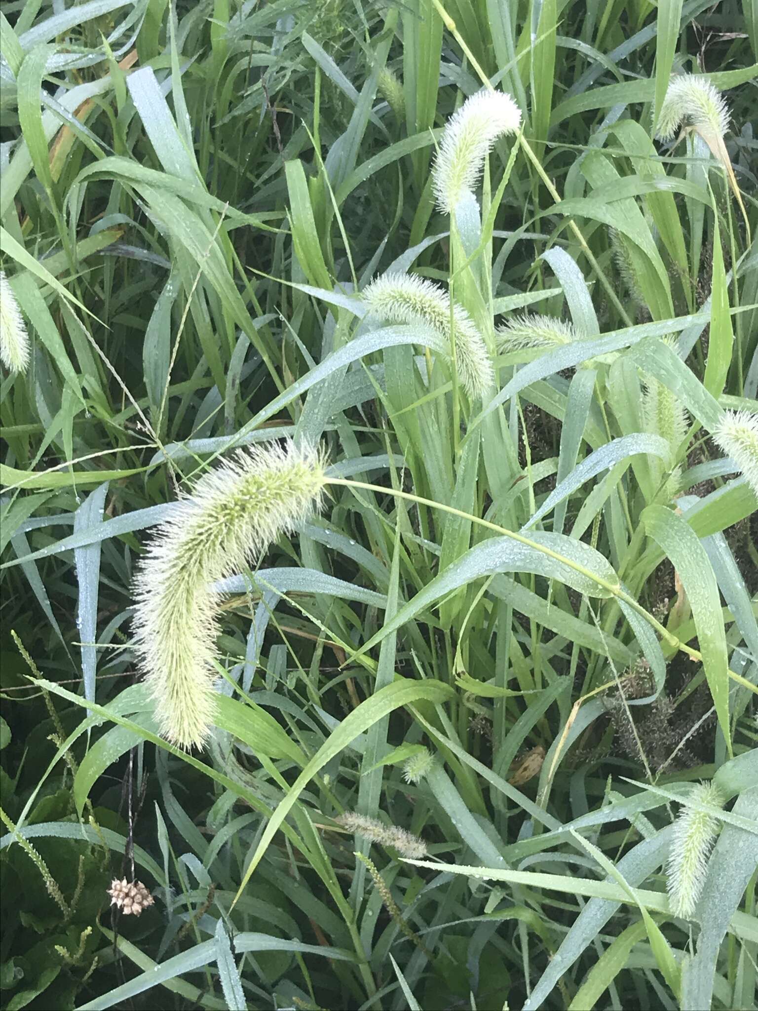 Image of Japanese bristlegrass