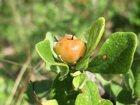 Image de Bourreria sonorae S. Wats