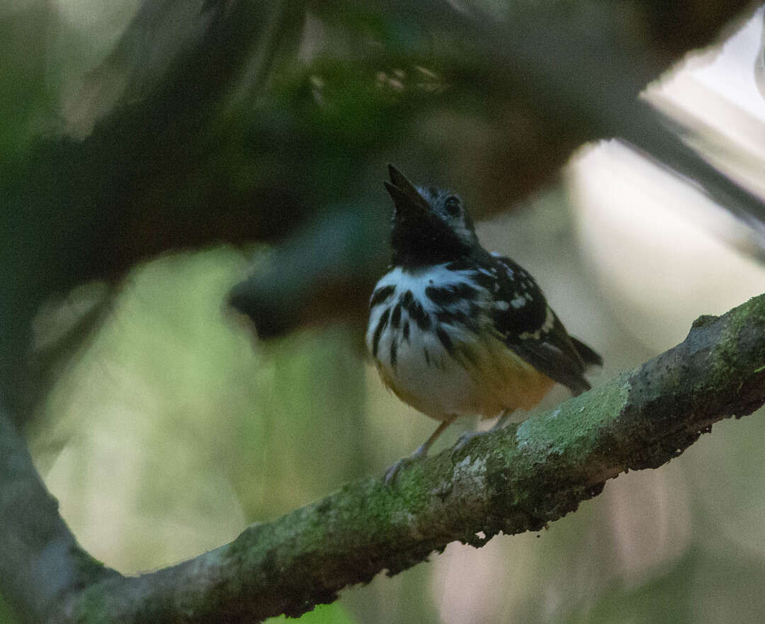 Image of Dot-backed Antbird