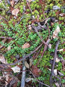 Image of creeping snowberry