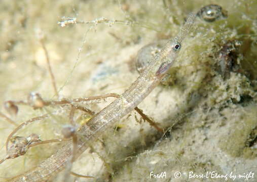 Image of Black-striped Pipefish