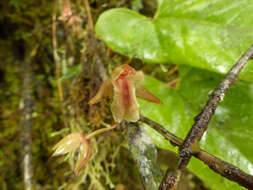 Image de Scaphyglottis punctulata (Rchb. fil.) C. Schweinf.