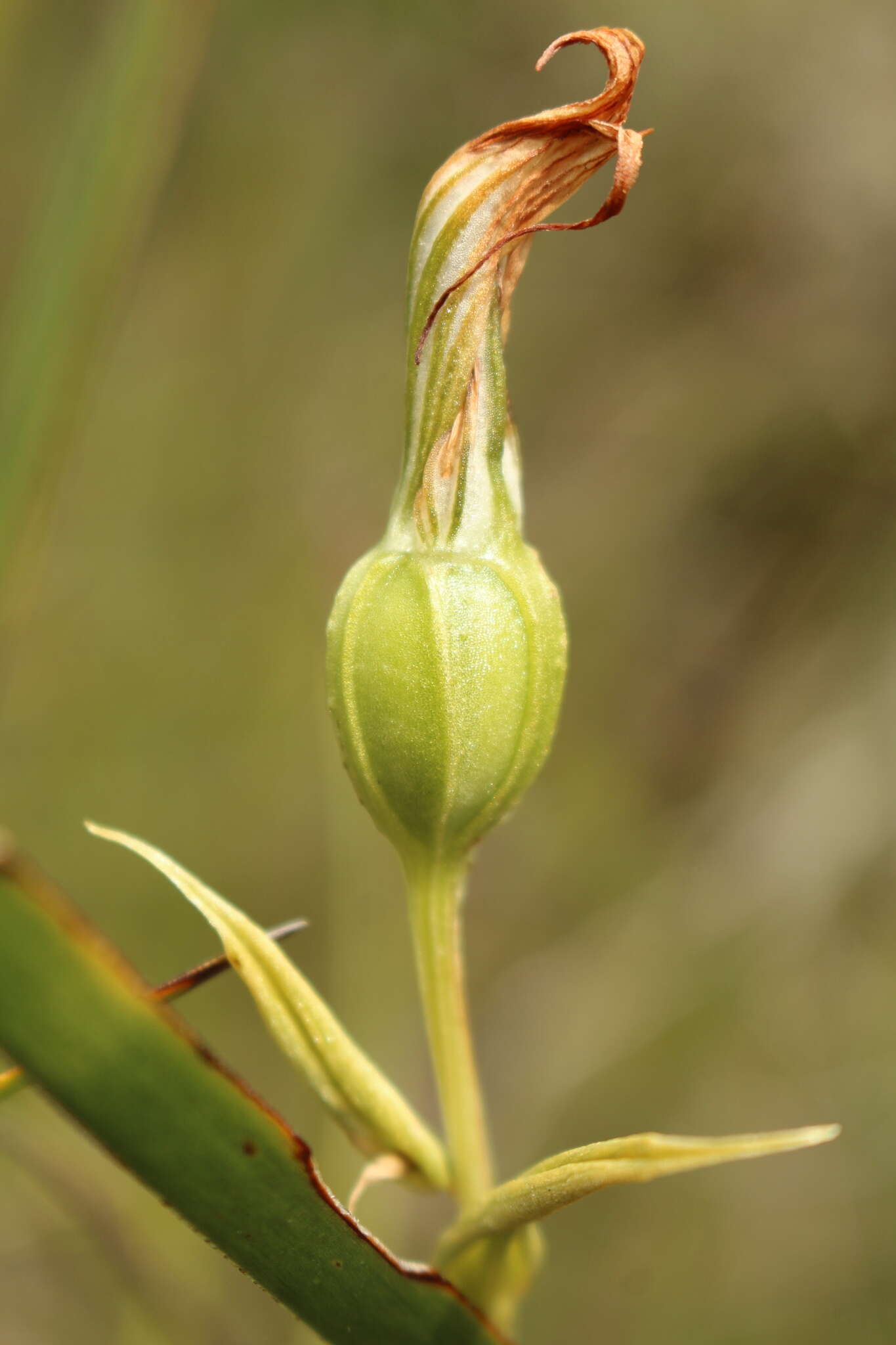 Image of Jug orchid