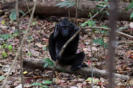 Image of Celebes crested macaque