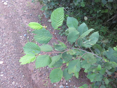 Plancia ëd Alnus alnobetula subsp. crispa (Aiton) Raus