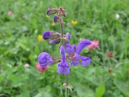 Imagem de Salvia pratensis subsp. pratensis