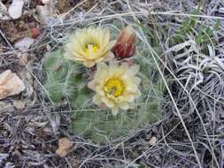 Image of Houserock Valley Cactus