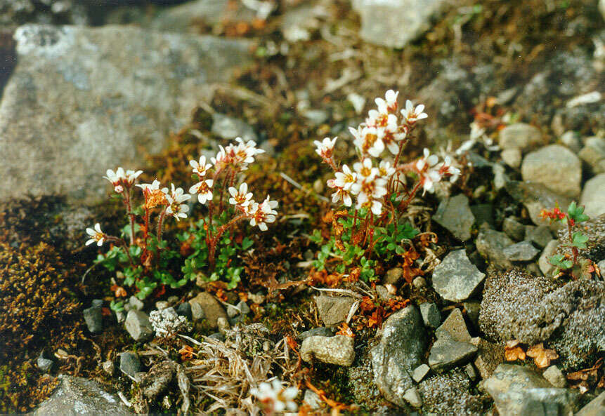 Image of pygmy saxifrage