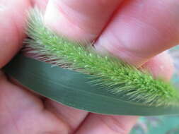 Image de Setaria viridis var. viridis