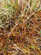 Image of Scorpidium cossonii Hedenäs 1989