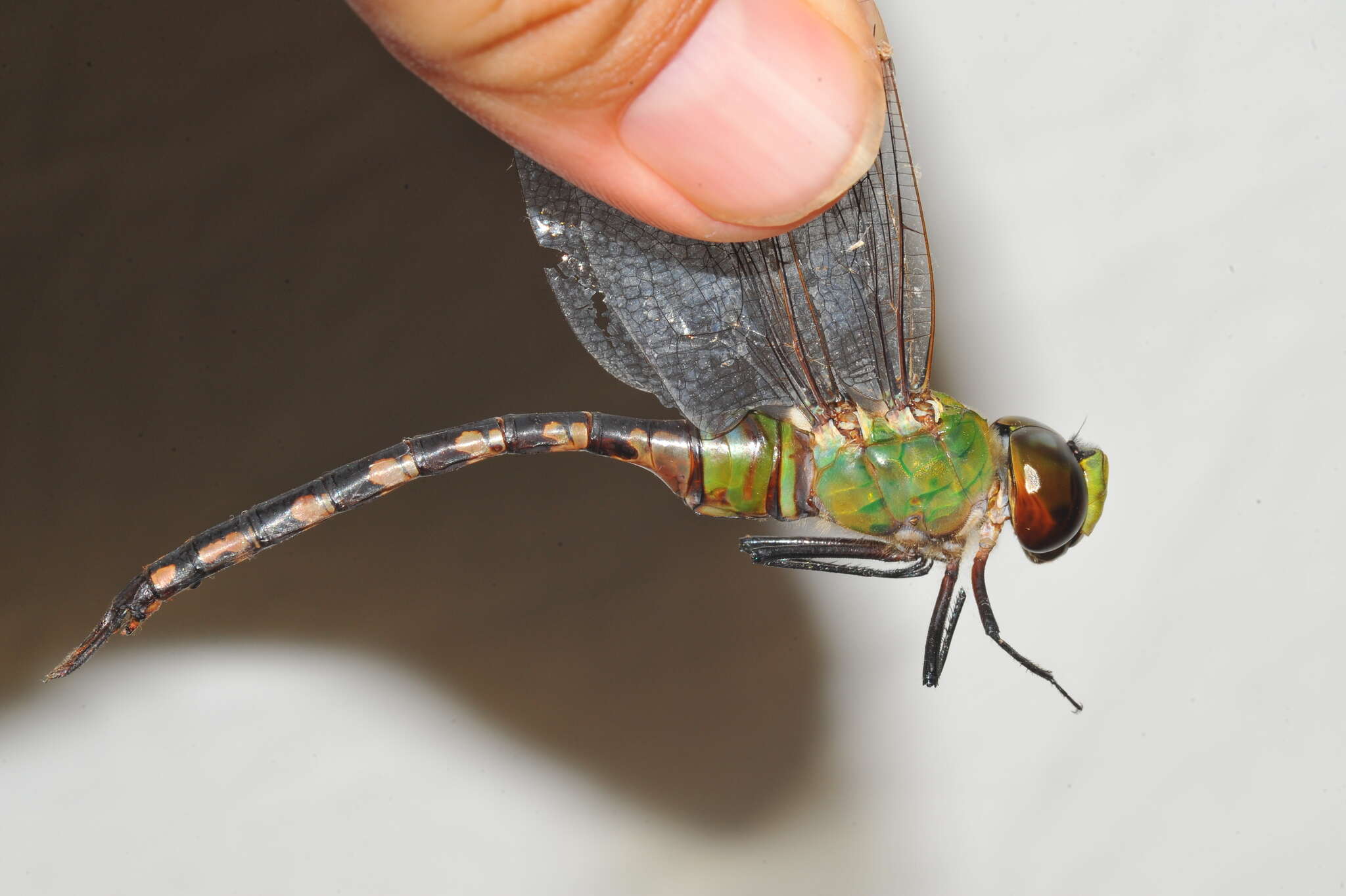 Image of Amazon Darner