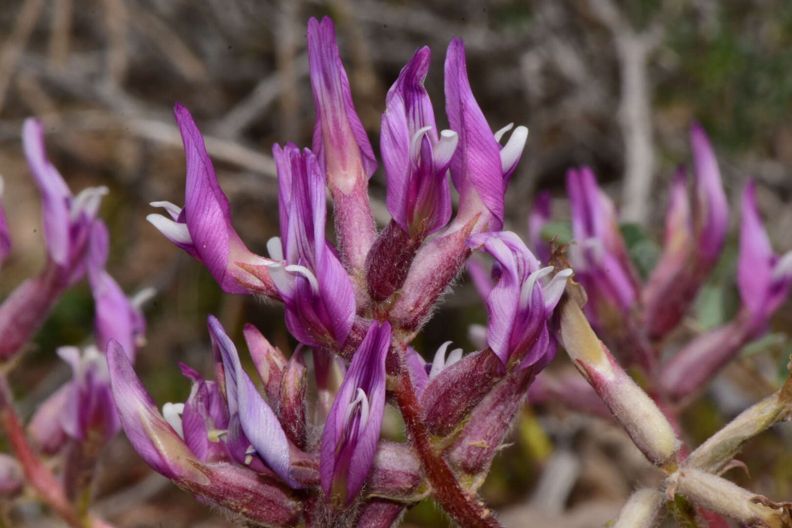 Image of Paradox milkvetch