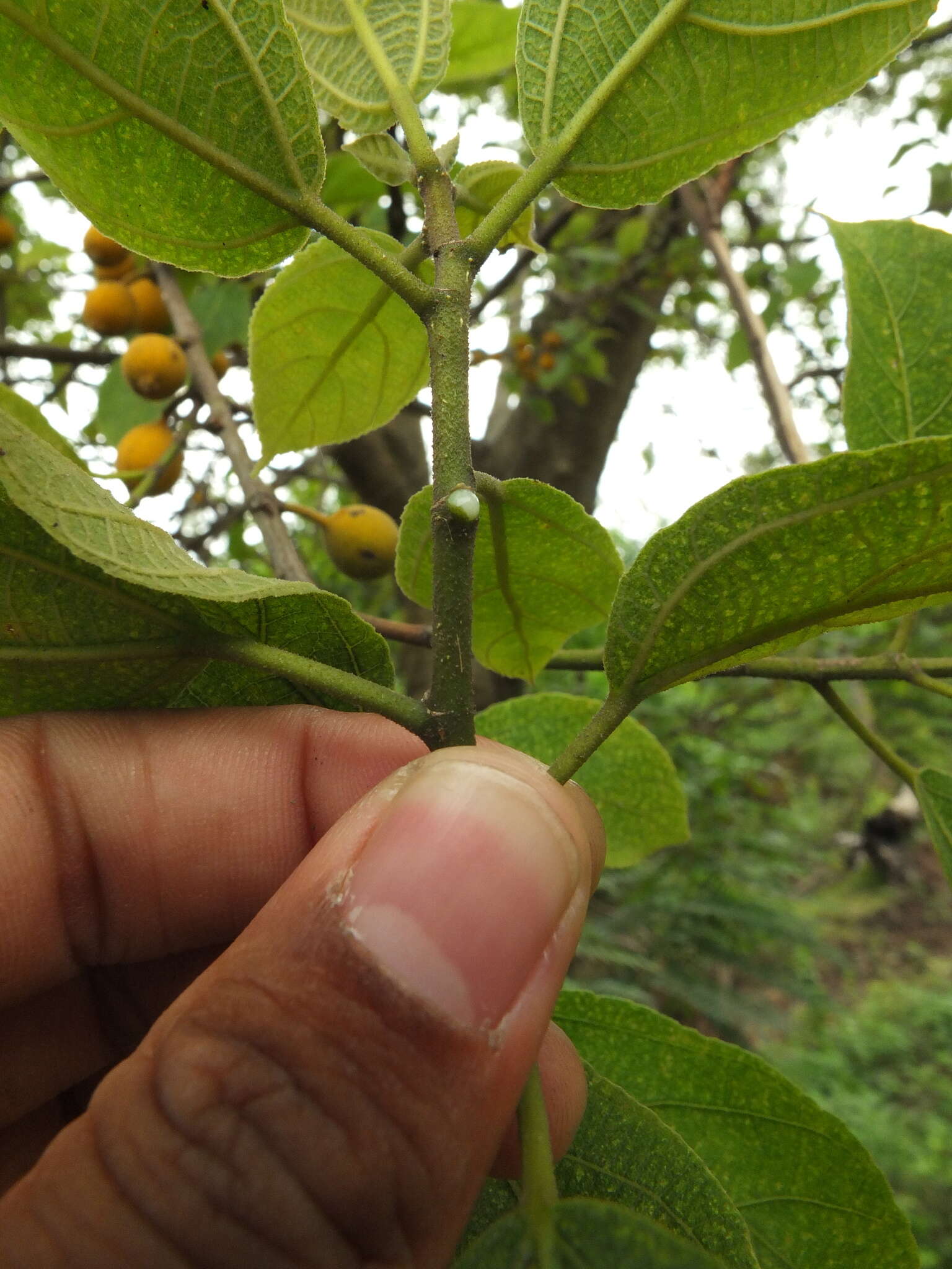 Ficus exasperata Vahl的圖片