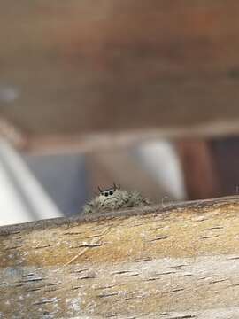 Phidippus otiosus (Hentz 1846)的圖片