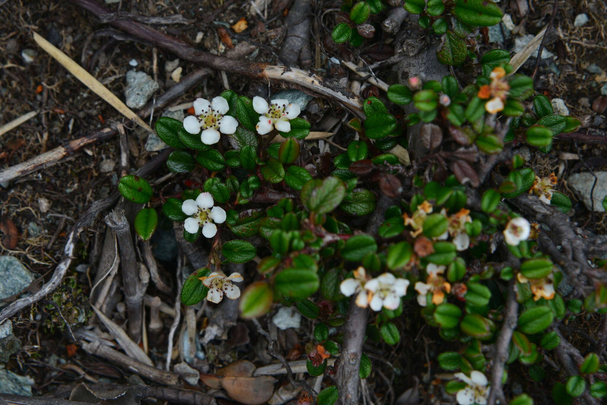 Image of Cotoneaster morrisonensis Hayata