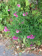 Image of Michaelmas daisy