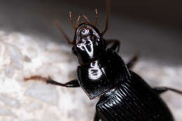 Imagem de Harpalus (Pseudoophonus) calceatus (Duftschmid 1812)