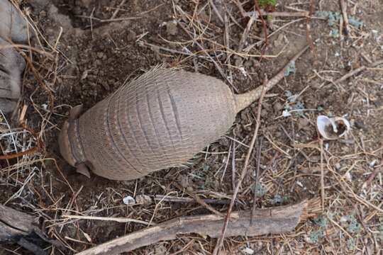 Euphractus sexcinctus sexcinctus (Linnaeus 1758)的圖片