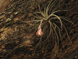 Image of Tillandsia didisticha (É. Morren) Baker