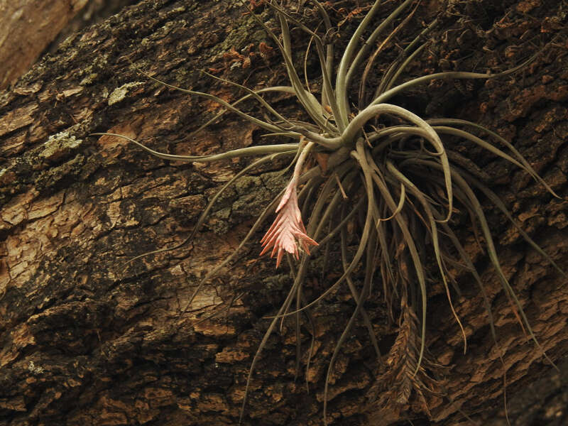 Image of Tillandsia didisticha (É. Morren) Baker