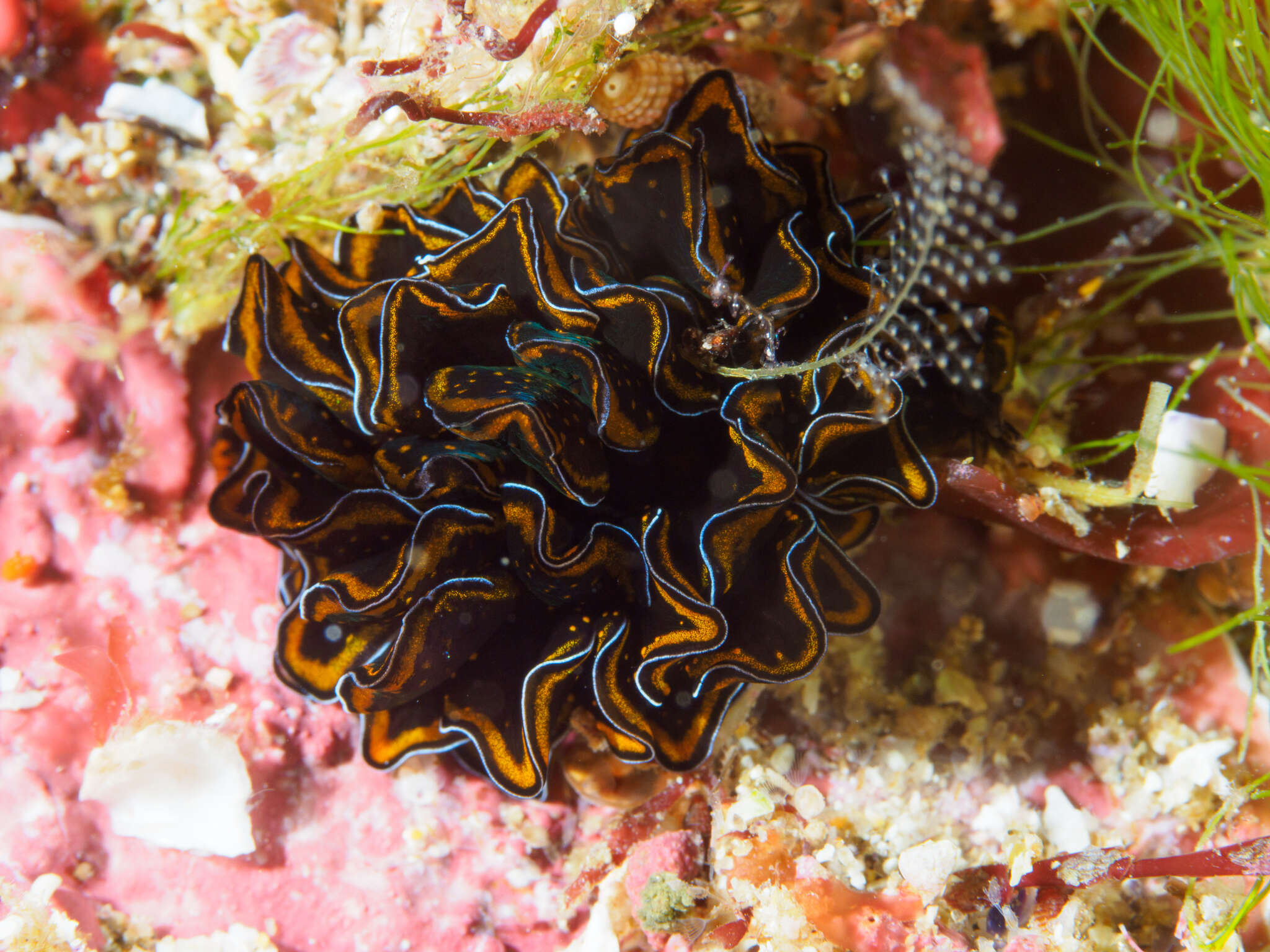 Image of Leaf gilled slug