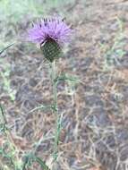 Image of Wheeler's thistle