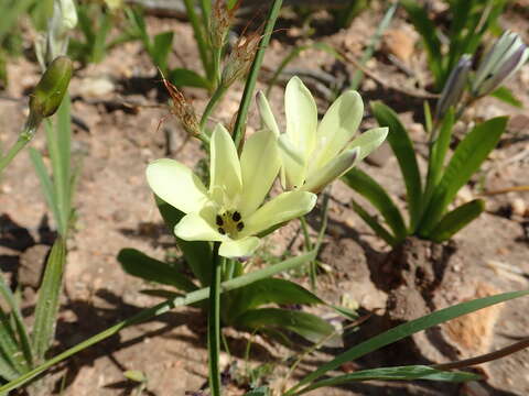 Image of Sparaxis grandiflora subsp. fimbriata (Lam.) Goldblatt