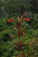 Image of Kohleria trianae (Regel) Hanst.