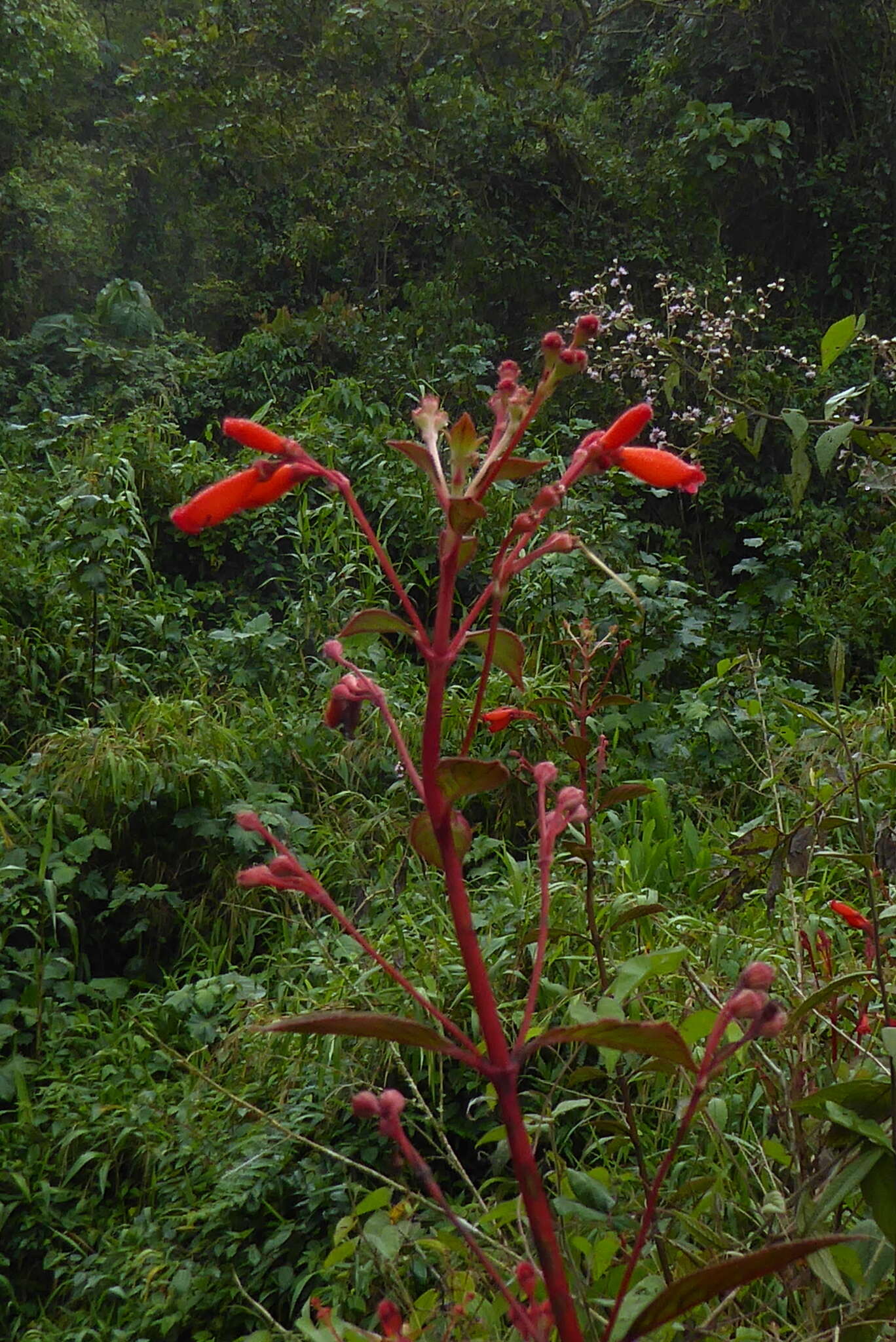 Image of Kohleria trianae (Regel) Hanst.