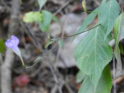 Image of Ruellia stemonacanthoides (Oersted) Hemsl.