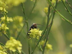 Image de Ctenucha vittigerum Blanchard 1852