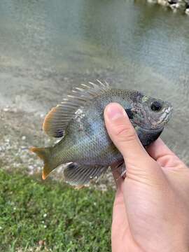 Image of Bluegill Sunfish