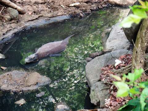 Image of Komodo Dragon