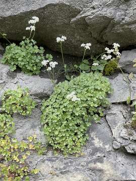 Imagem de Suksdorfia ranunculifolia (Hook.) Engl.