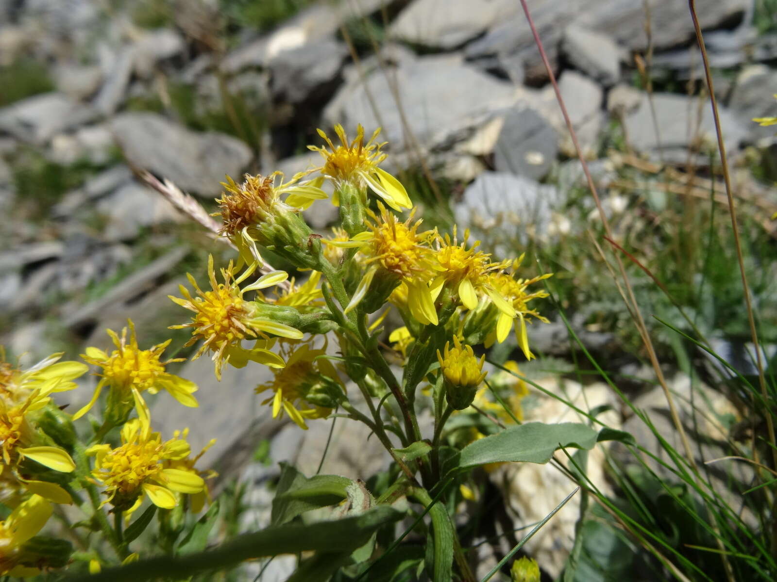 Plancia ëd Solidago virgaurea L.