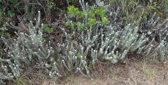 Image of Achyranthemum paniculatum