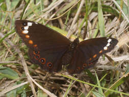 Image of Serradinga bowkeri