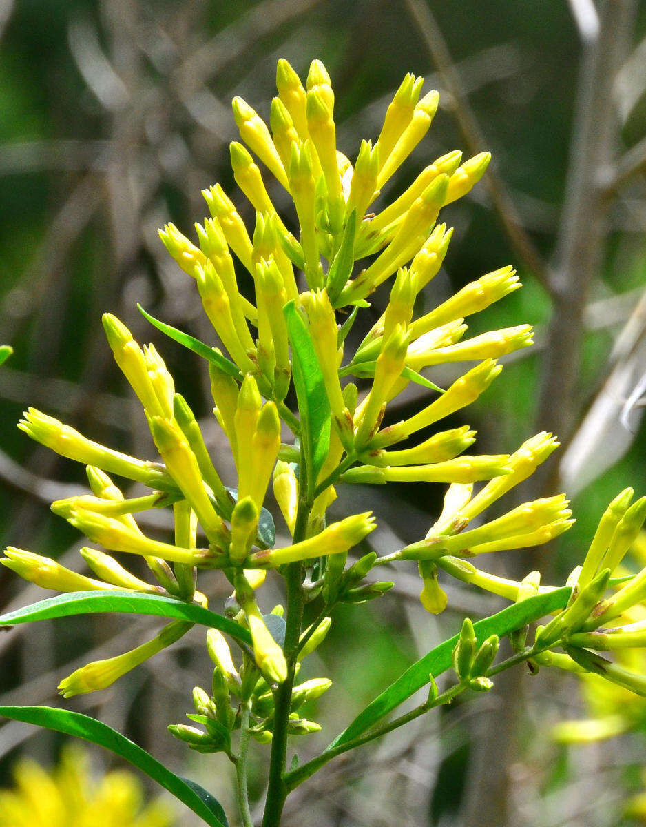 Plancia ëd Cestrum parqui (Lam.) L'Her.