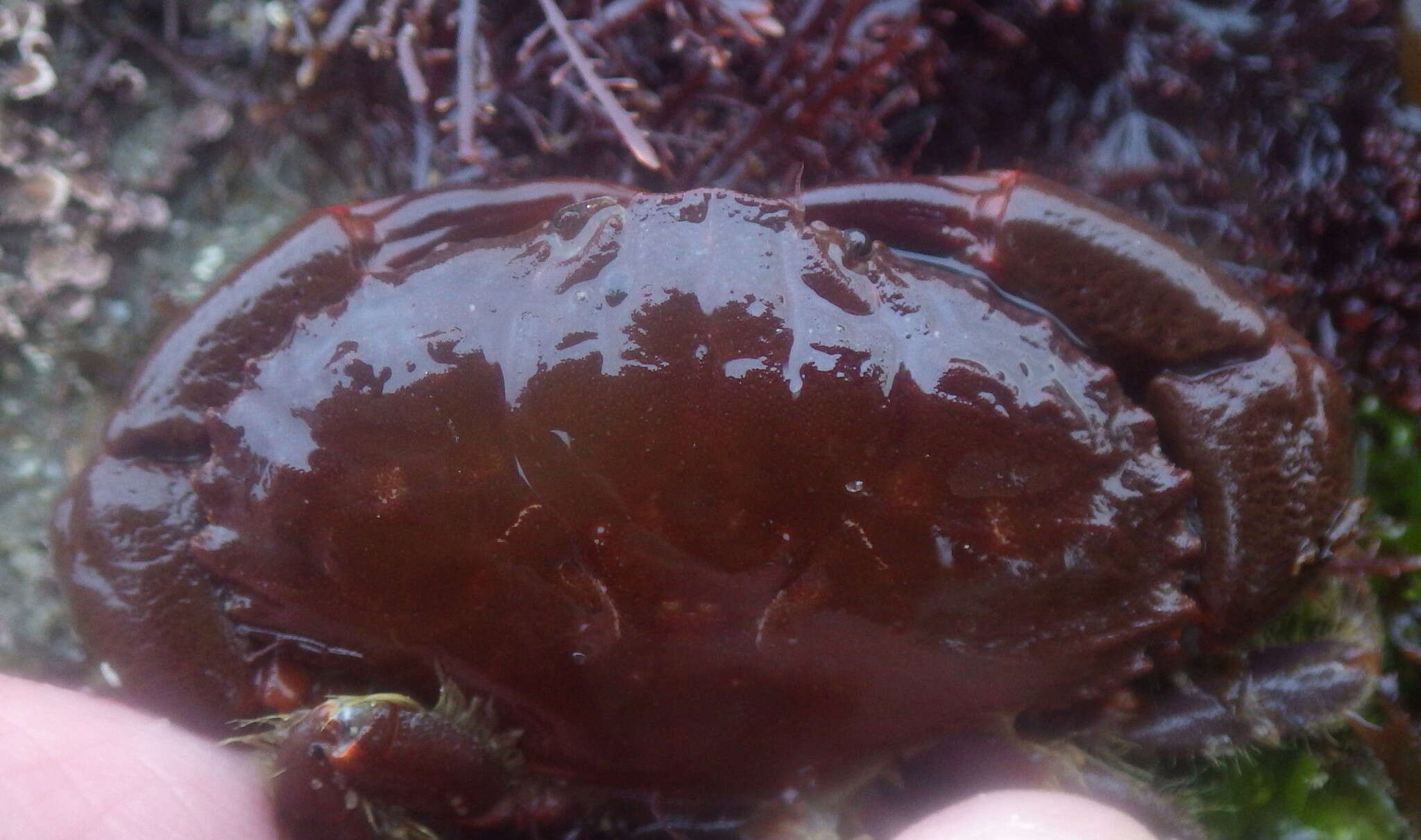 Image of ninetooth pebble crab