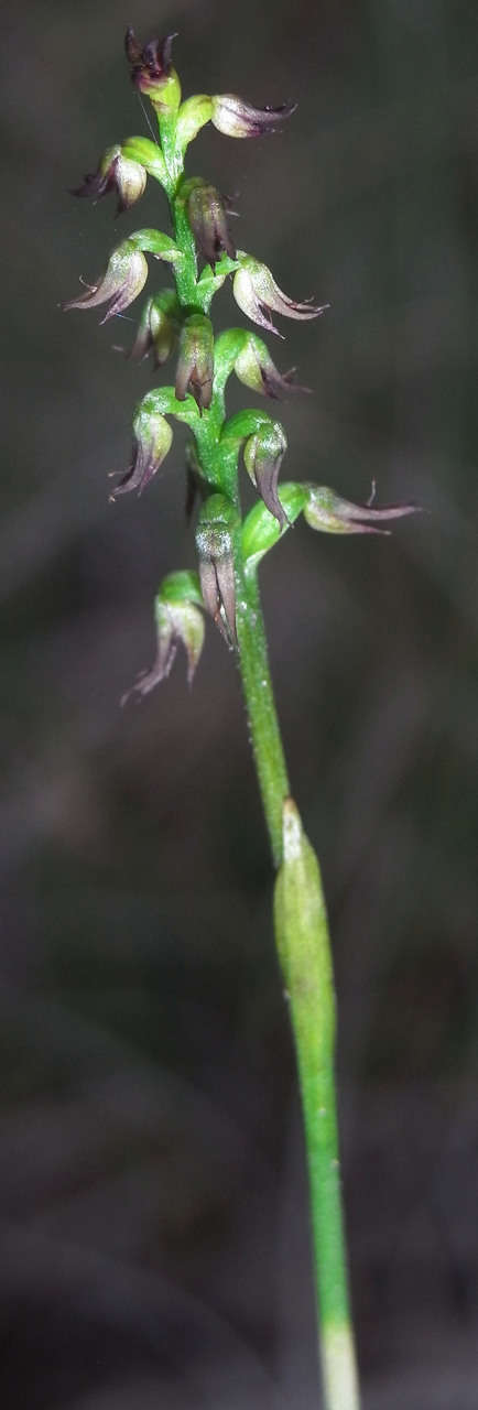 Image of Sharp midge-orchid