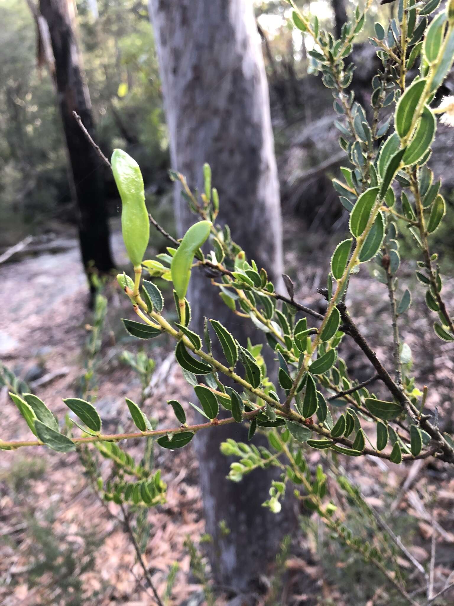 Image of Acacia hispidula (Sm.) Willd.