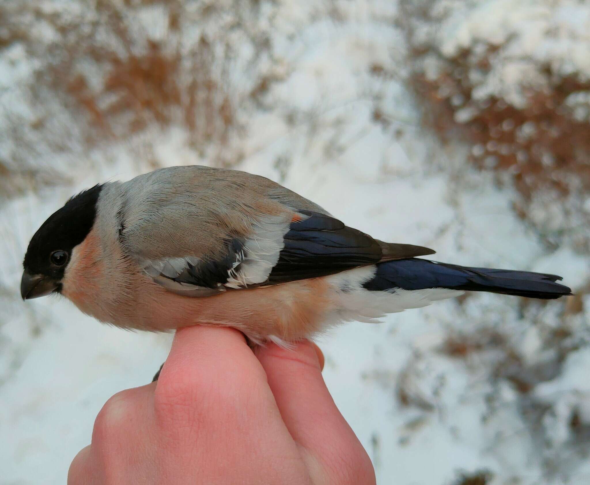 Image de Pyrrhula pyrrhula pyrrhula (Linnaeus 1758)