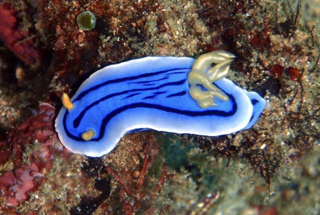 Image de Chromodoris lochi Rudman 1982