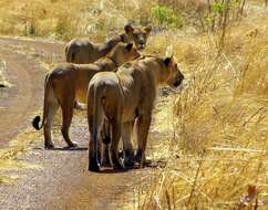 Image of Barbary lion