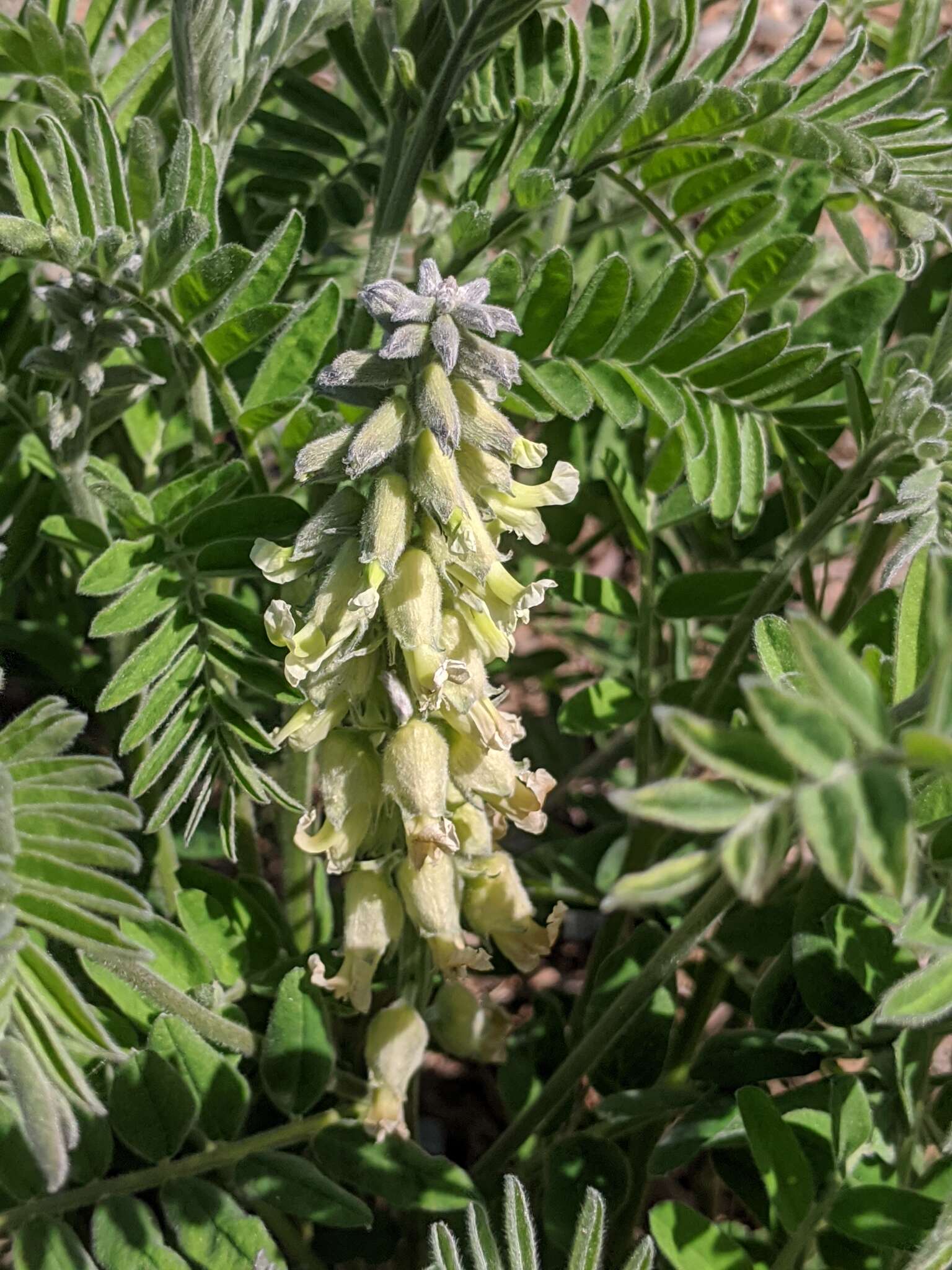 Слика од Sophora leachiana M. Peck