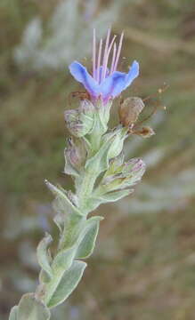 Image of Lobostemon echioides Lehm.