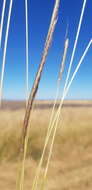 Image of Dichanthium queenslandicum B. K. Simon