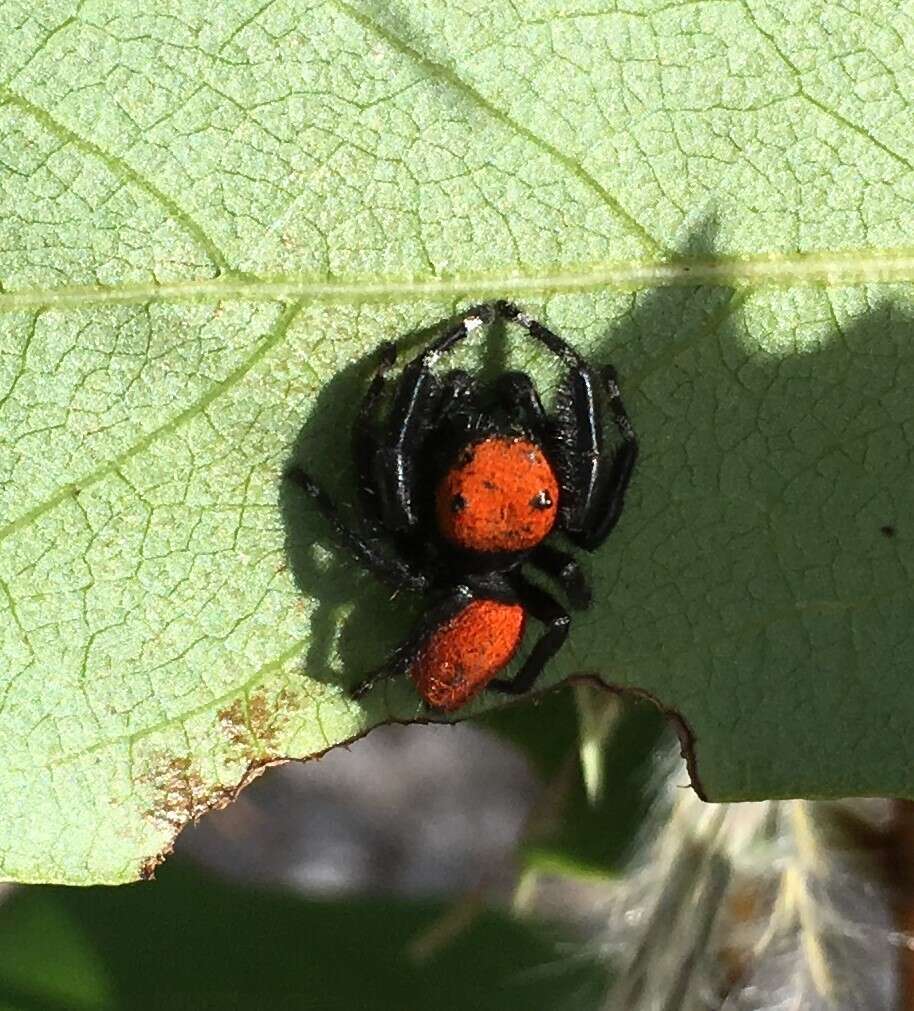 Image of Phidippus apacheanus Chamberlin & Gertsch 1929