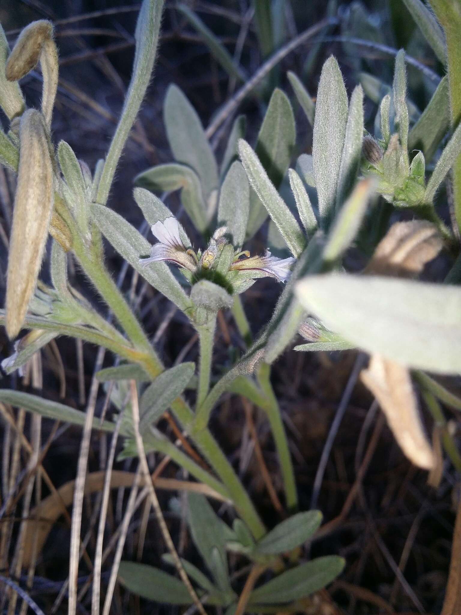 Image of Scaevola canescens Benth.