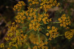 Image of Ferulago nodosa (L.) Boiss.